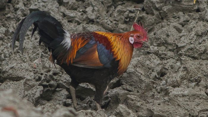 Ternak Ayam Hutan Merah (Gallus Gallus)