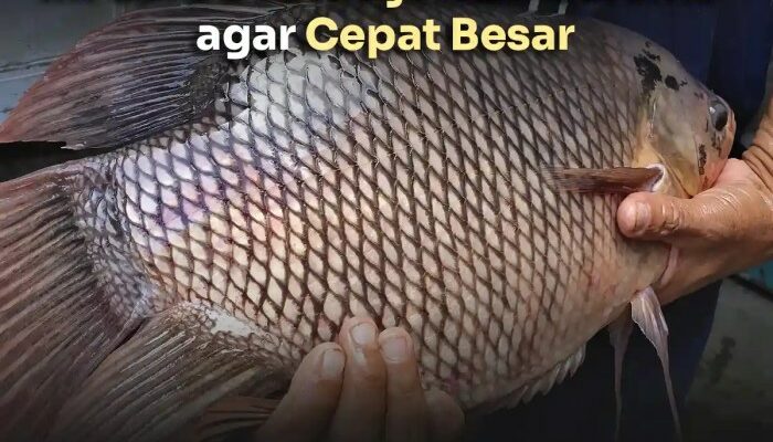 Ternak Gurame Tanpa Aerator