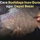 Ternak gurame tanpa aerator