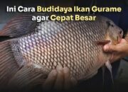 Cara Ternak Ikan Gurame