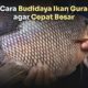 Cara ternak ikan gurame