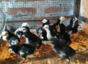 Peluang Usaha Ayam Bangkok