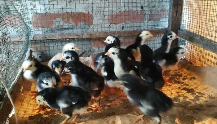 Peluang Usaha Ayam Bangkok