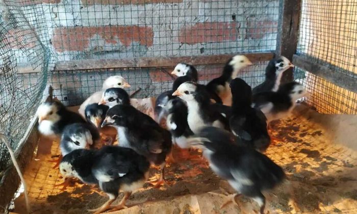 Peluang usaha ayam bangkok