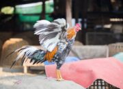 Cara Menjual Ayam Bangkok Online