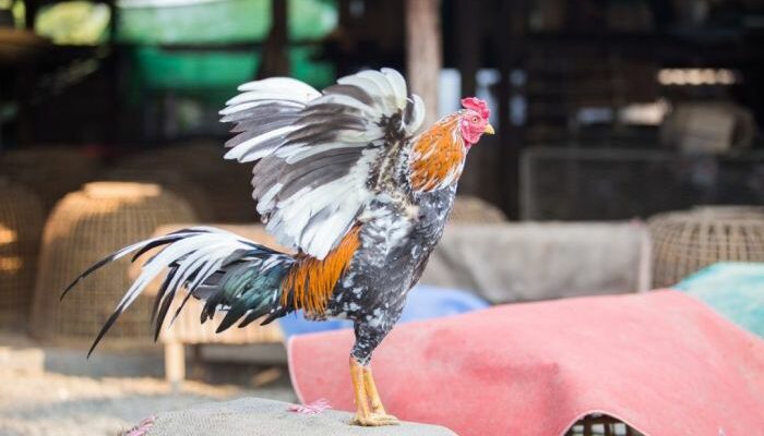 Cara Menjual Ayam Bangkok Online