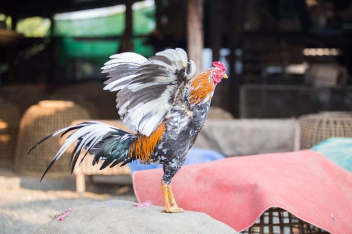 Cara menjual ayam bangkok online