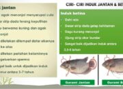 Ciri-Ciri Gurame Sehat