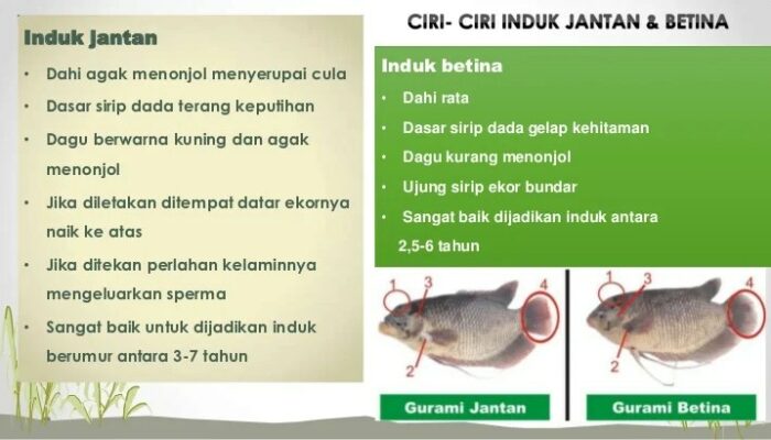 Ciri-Ciri Gurame Sehat