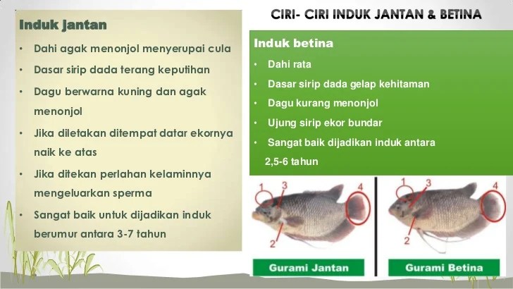 Ciri-ciri gurame sehat