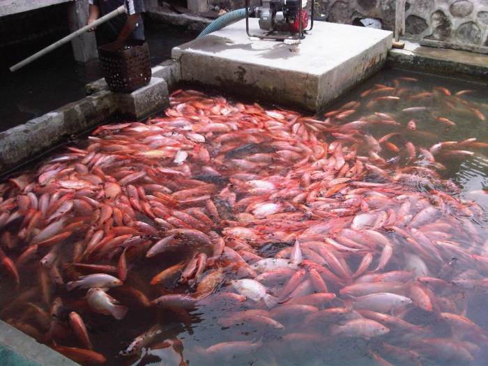 Ikan nila budidaya panen kolam merah mongabay perikanan kkp usaha ternak tingkatkan pembenihan berhasil tanah dijamin pembesaran analisa usah produksi