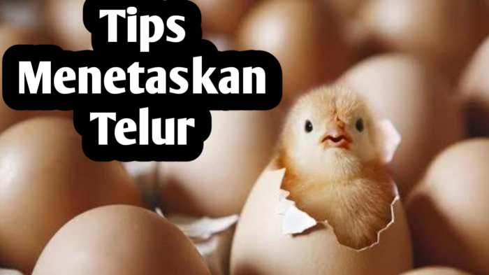Tips Menetaskan Telur Ayam Secara Cepat