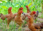 Langkah Awal Ternak Ayam Kampung