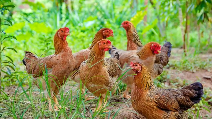 Langkah awal ternak ayam kampung
