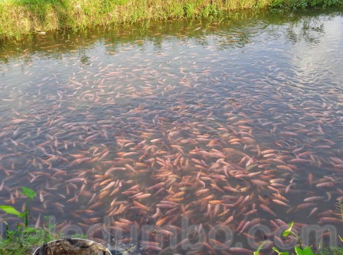 Budidaya ikan di kolam tanah