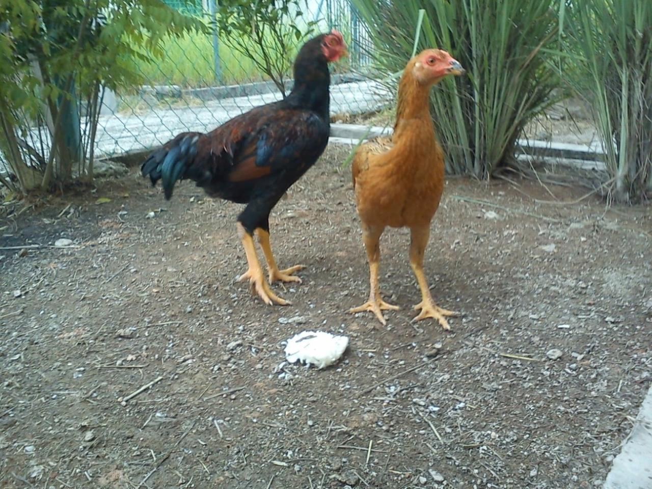 Cara ternak ayam kampung