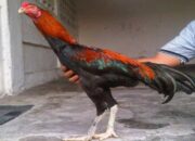 Memilih Bibit Ayam Bangkok Unggul