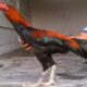 Cara menjual ayam bangkok online