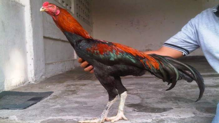 Cara menjual ayam bangkok online