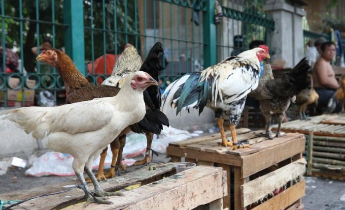 Panduan Beternak Ayam Kampung