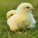 Perawatan ayam hutan agar cepat besar