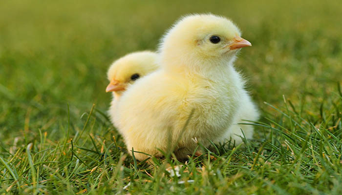 Perawatan ayam hutan agar cepat besar