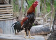 Ciri Indukan Ayam Bangkok Berkualitas