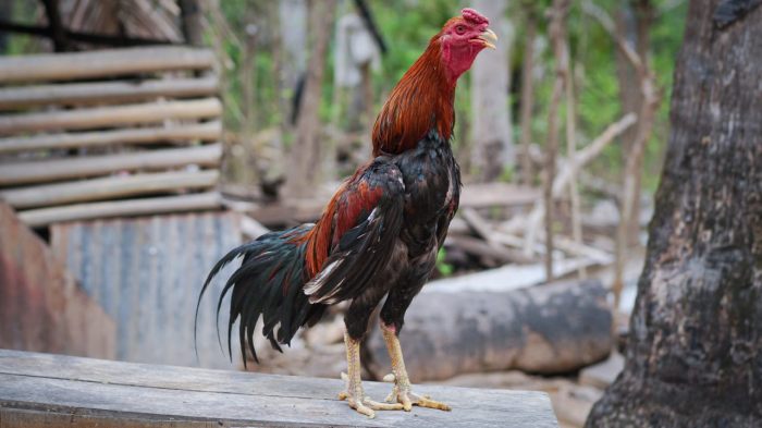 Ciri Ayam Bangkok Darah Panas