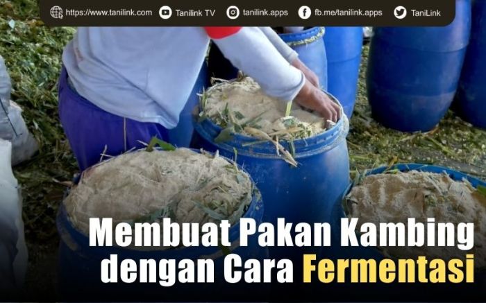 Fermentasi pakan kambing ternak budidaya pembuatan mudah pisang batang sederhana membuat bahan dalam pohon Fermentasi pakan kambing ternak budidaya pembuatan mudah pisang batang sederhana membuat bahan dalam pohon