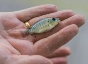 Kualitas Air Untuk Ikan Nila