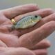 Kualitas air untuk ikan nila
