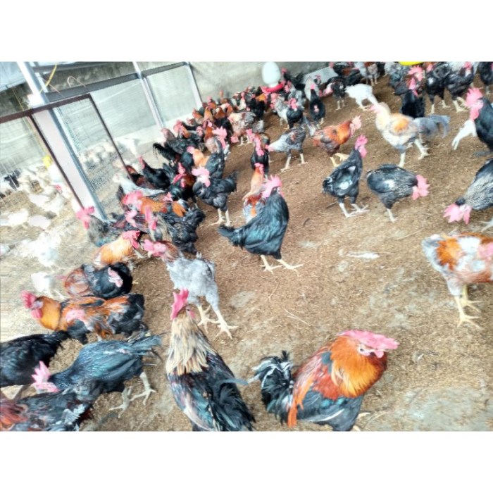 Ayam Ayam