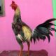 Harga jual ayam bangkok petarung