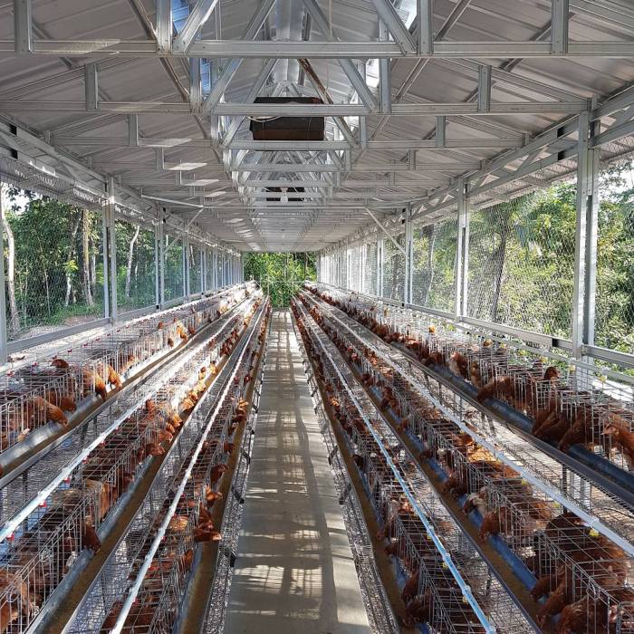 Sistem kandang ayam kampung modern