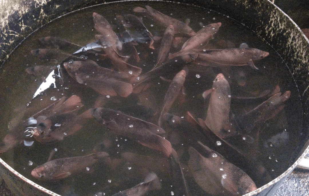 Peluang usaha ikan gurame