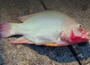 Cegah Kematian Ikan Nila