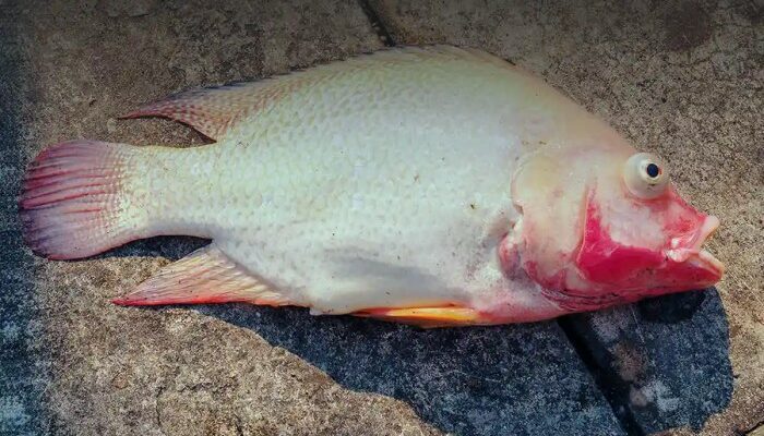 Cegah Kematian Ikan Nila
