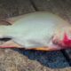 Cegah kematian ikan nila