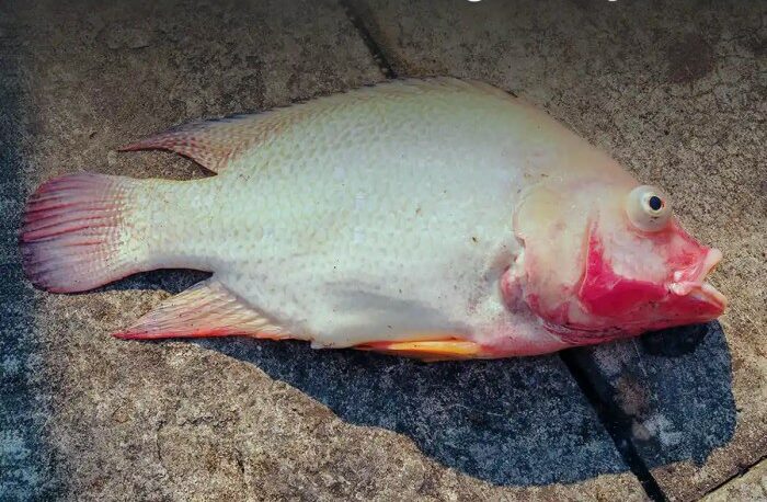 Cegah kematian ikan nila