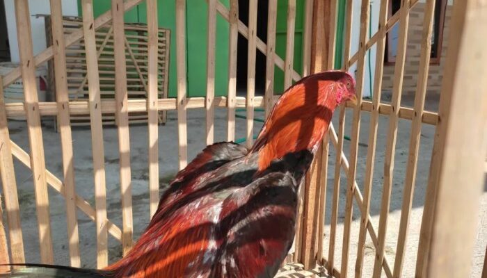 Ayam Bangkok Warna Langka