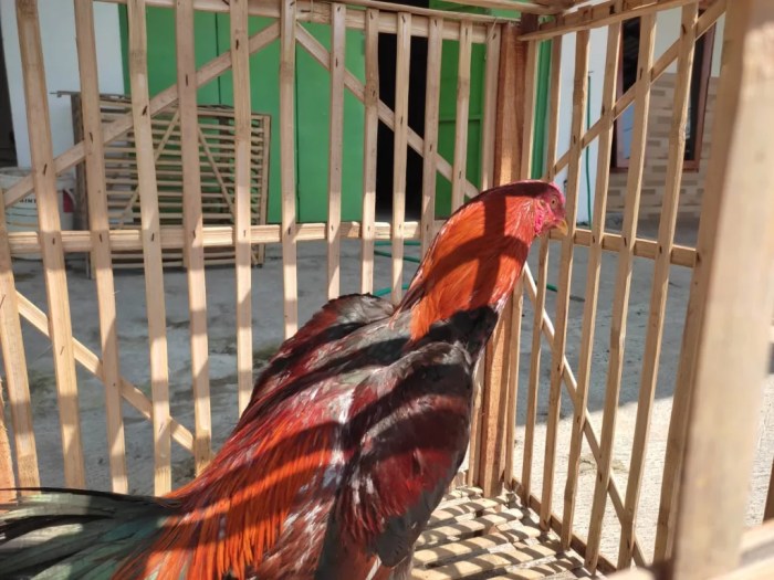 Ciri Ayam Bangkok Darah Panas