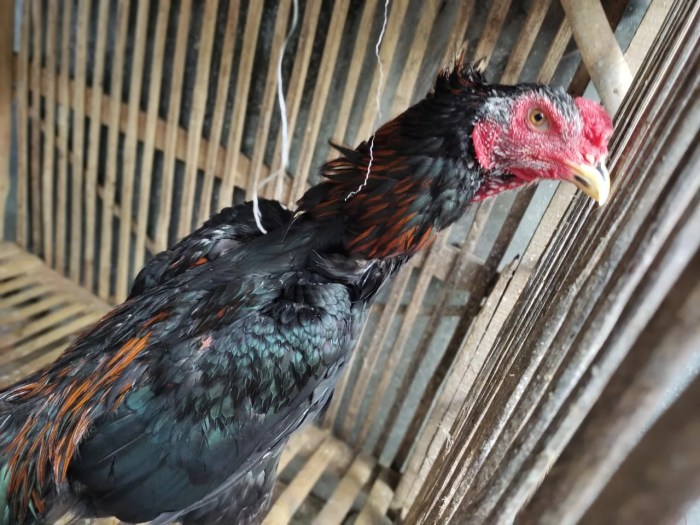 Persiapan kontes ayam bangkok