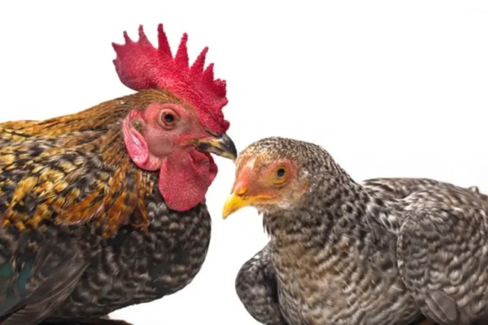 Perbedaan ayam bangkok asli dan kampung