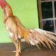 Harga ayam bangkok 2024/2025