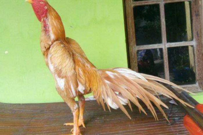Harga ayam bangkok 2024/2025