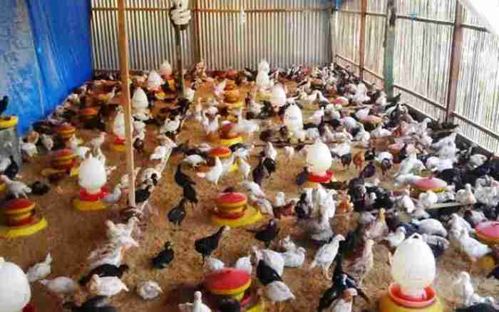 Bau kandang ayam kampung