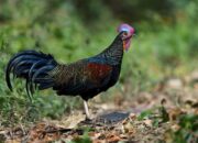 Sentra Budidaya Ayam Hutan di Yogyakarta
