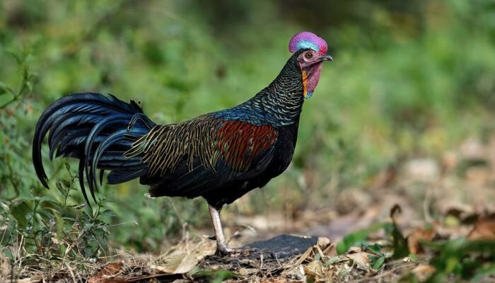 Manfaat Budidaya Ayam Hutan
