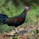 Cara membedakan ayam hutan asli dan hybrid
