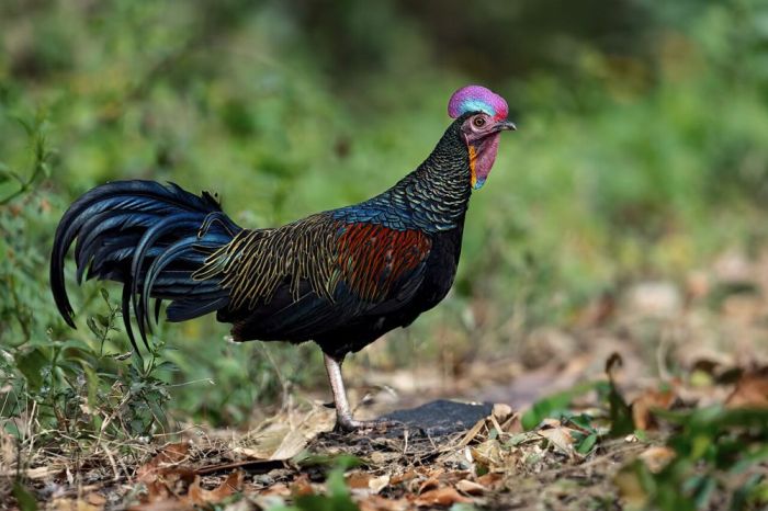 Vitamin Untuk Ayam Hutan Pertumbuhan Cepat